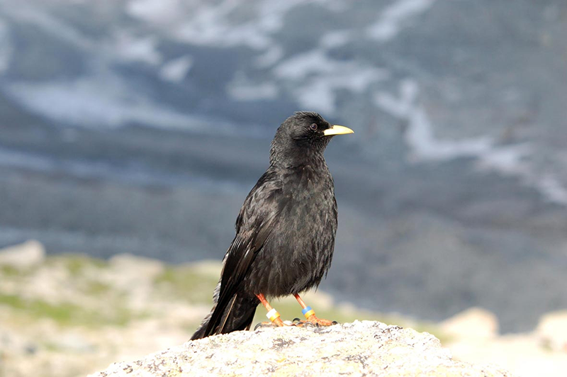 The Alpine chough, seen here tagged for long term monitoring, was the first species studied by CREA Mont-Blanc