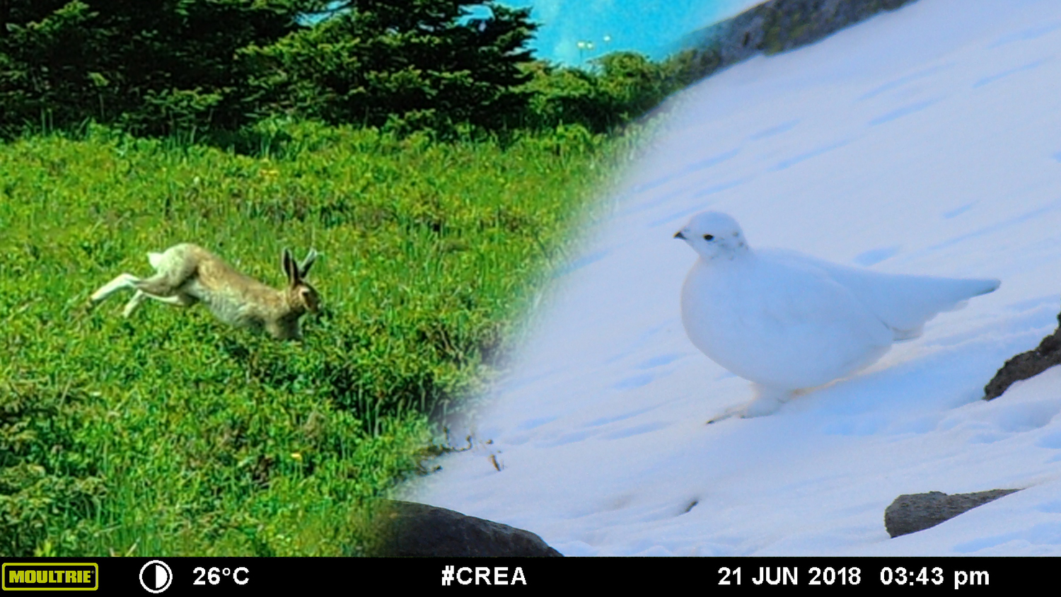 Lièvre variable et lagopède alpin capturé par un piège photo