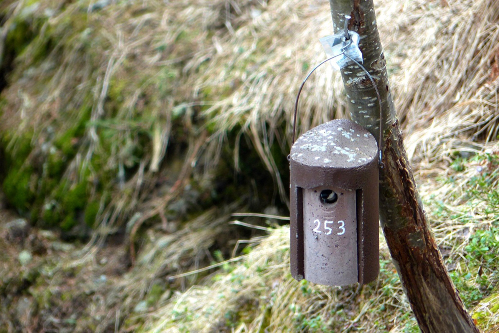 Suivi de la reproduction des mésanges noires face au changement climatique, mésange sortant du nichoir 253 © CREA Mont-Blanc Suivi de la reproduction des mésanges noires face au changement climatique, mésange sortant du nichoir 253 © CREA Mont-Blanc
