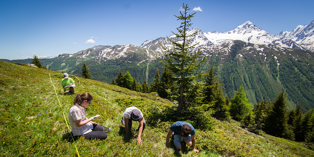 Citizen scientists measure vegetation at the Loriaz study site