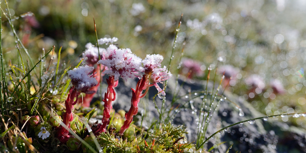 Rare and endemic vegetation, seen here in the Jardin de Talèfre