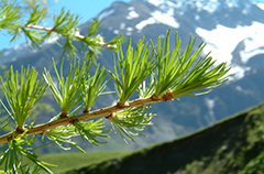 Mélèze @CREA Mont-Blanc Mélèze
